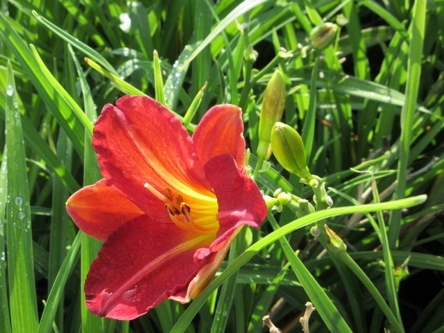 Daglelie (Hemerocallis 'Red Rum')