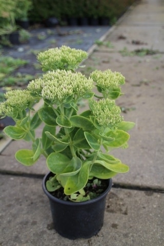 Vetkruid (Sedum telephium 'Stardust')