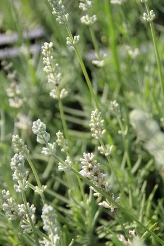 Witte Lavendel (Lavandula angustifolia 'Nana Alba' )