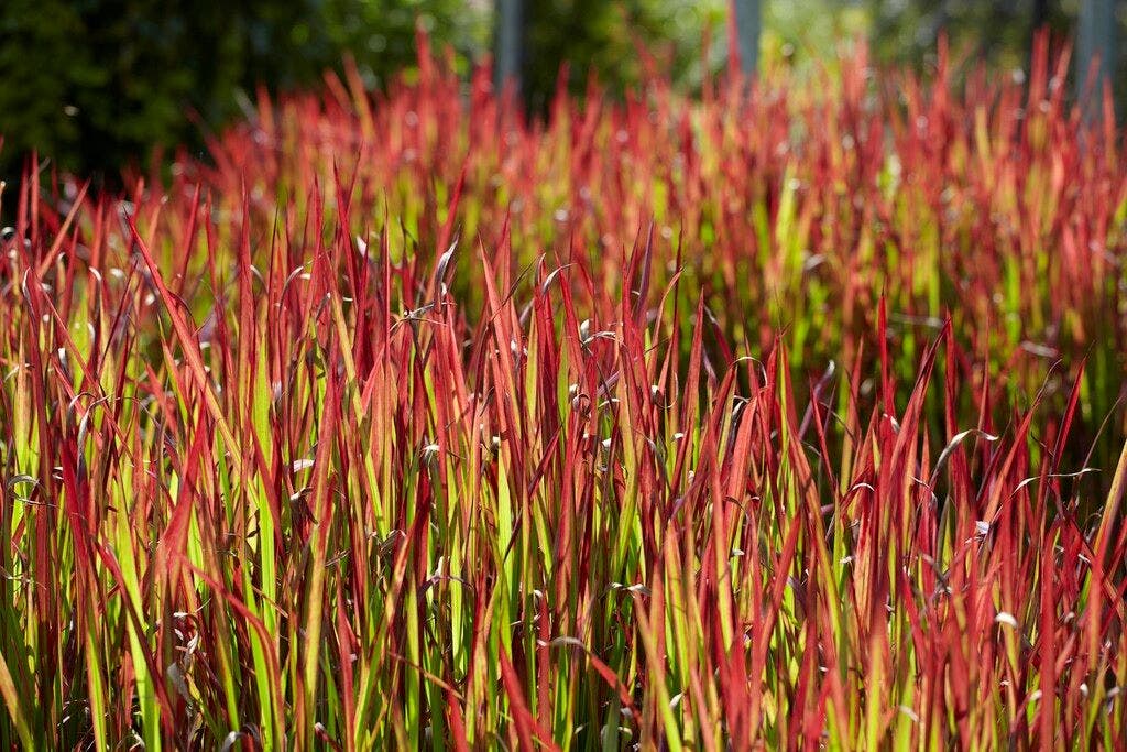 Japans Bloedgras (Imperata cylindrica 'Red Baron')