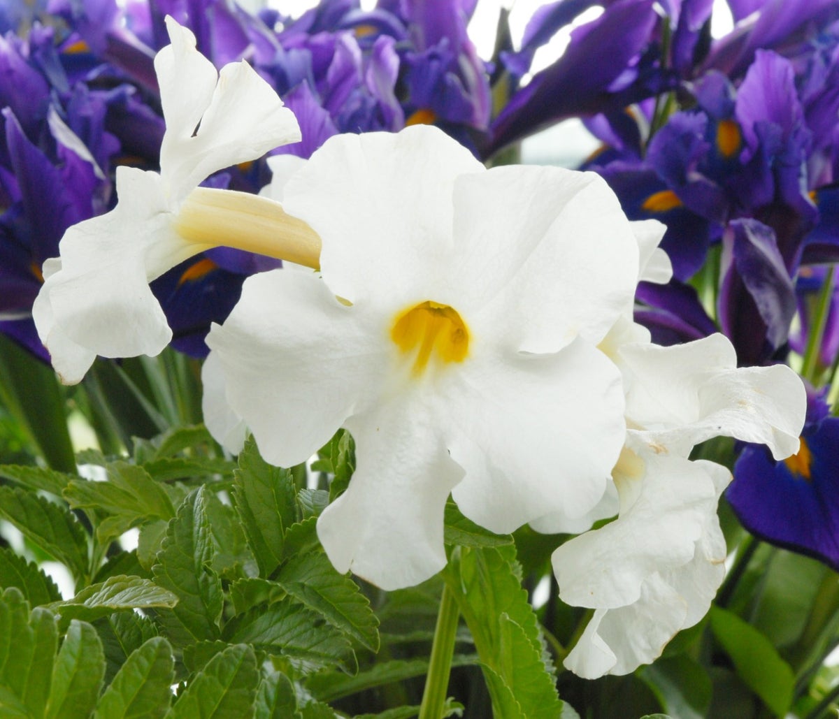 Tuingloxinia (Incarvillea delavayi 'Snowtop' - bloembol)