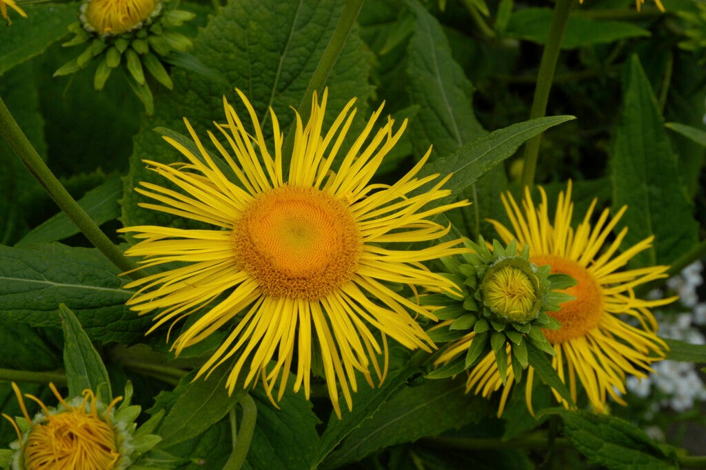 Alant (Inula magnifica)