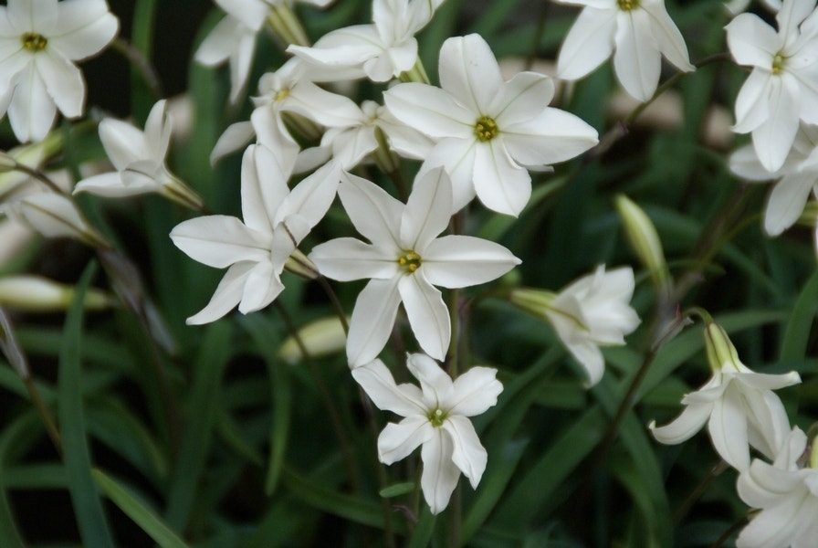 Oude wijfjes (Ipheion uniflorum 'Alberto Castillo’)