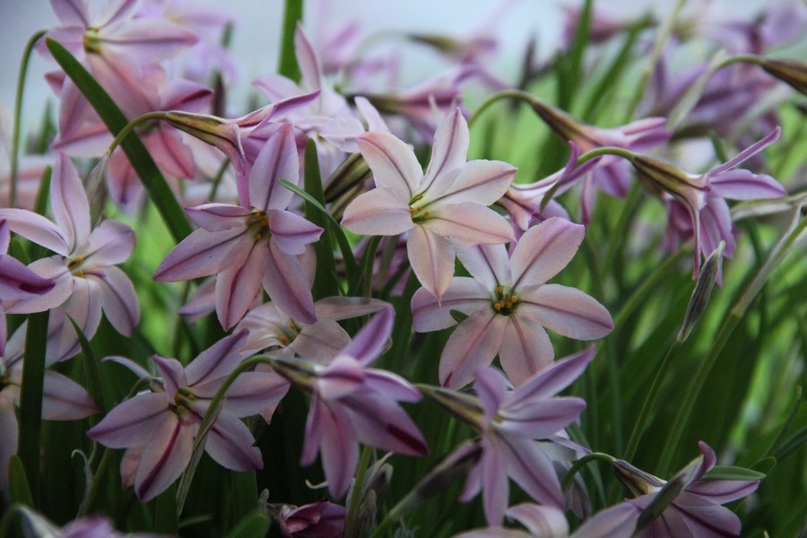 Oude wijfjes (Ipheion uniflorum 'Tessa')