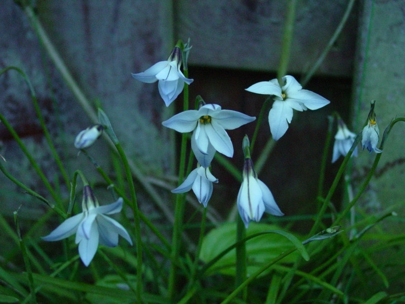 Oude wijfjes (Ipheion uniflorum 'Wisley Blue')