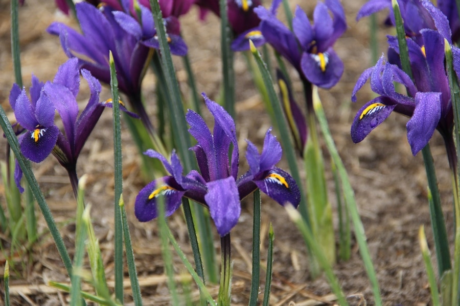 Dwergiris (Iris reticulata 'Blue Hill')