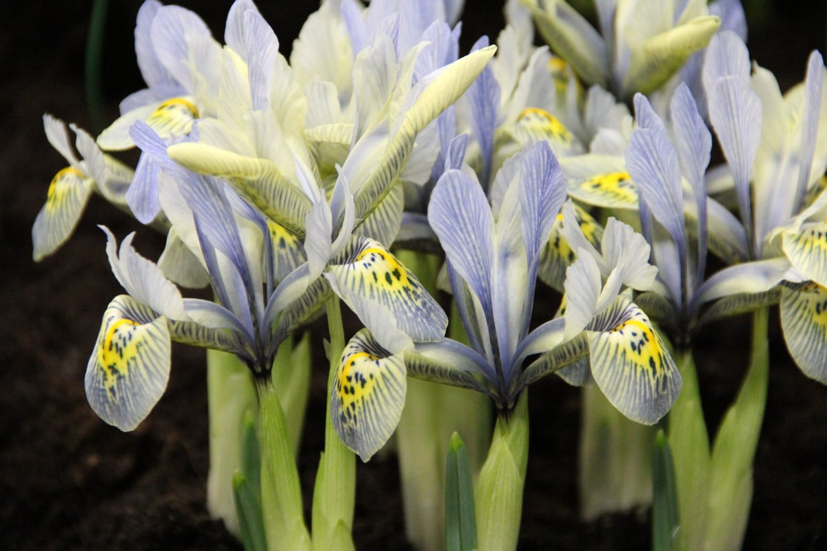 Dwergiris (Iris 'Katharine Hodgkin')