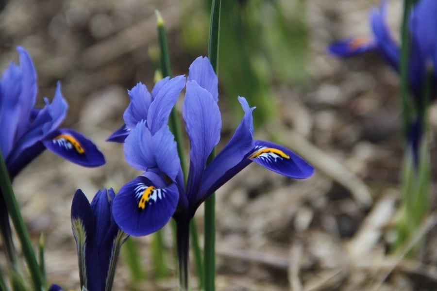 Dwergiris (Iris reticulata 'Harmony')