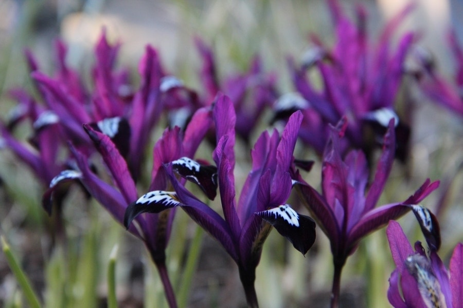 DwergIris (Iris reticulata 'Pauline')