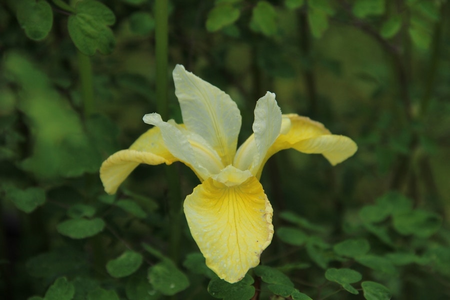 Siberische lis (Iris sibirica 'Butter and Sugar' bloembol)