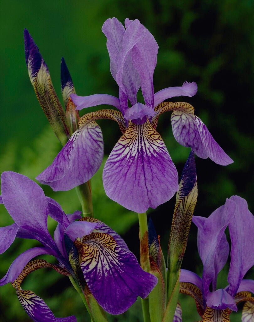 Siberische lis (Iris sibirica 'Blue King')