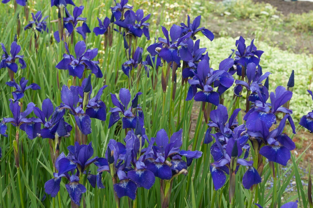 Siberische lis (Iris sibirica 'Caesar's Brother')