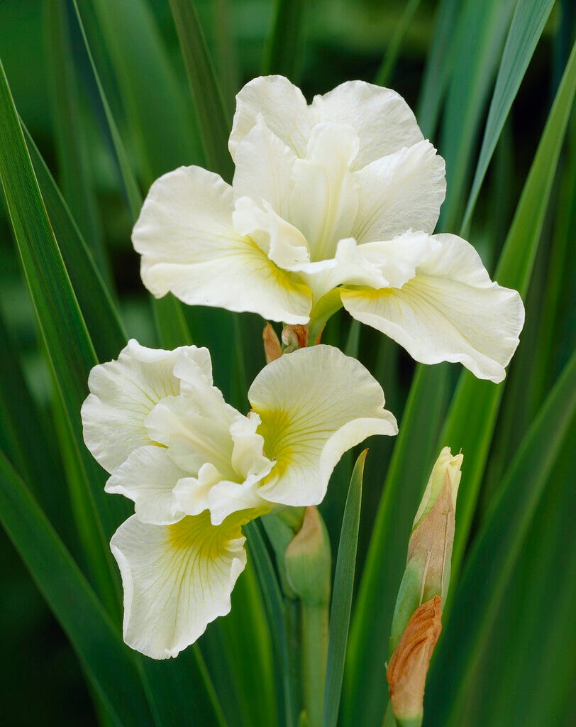 Siberische lis (Iris sibirica 'Harpswell Happiness')