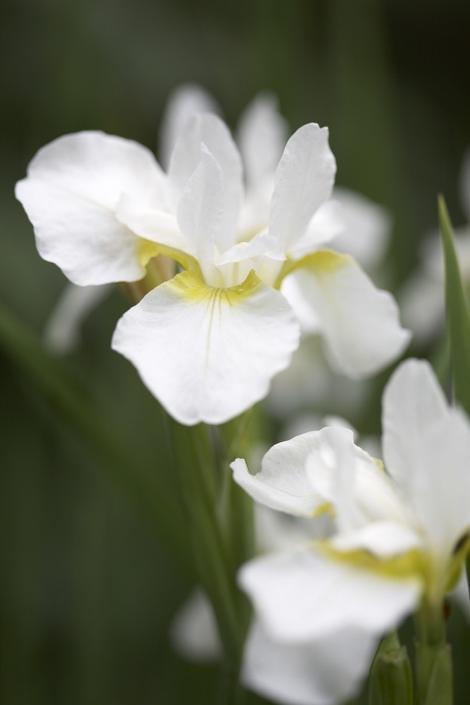 Siberische lis (Iris sibirica 'Snow Queen') - bloembol