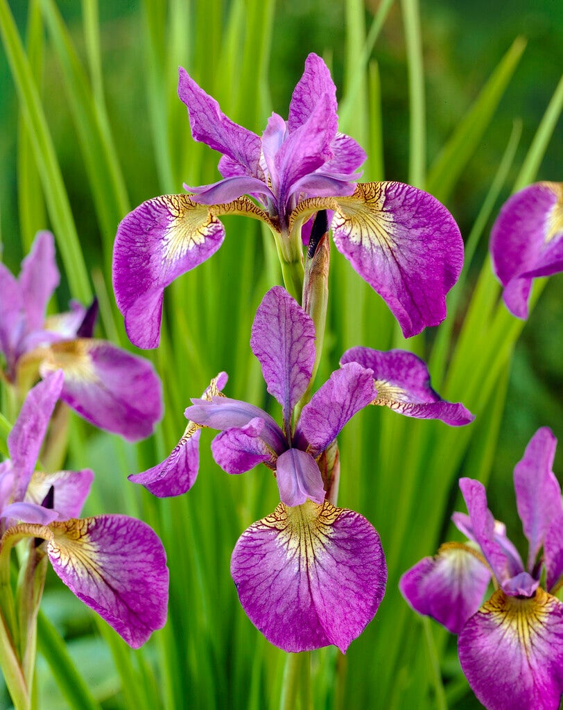 Siberische lis (Iris sibirica 'Sparkling Rose')