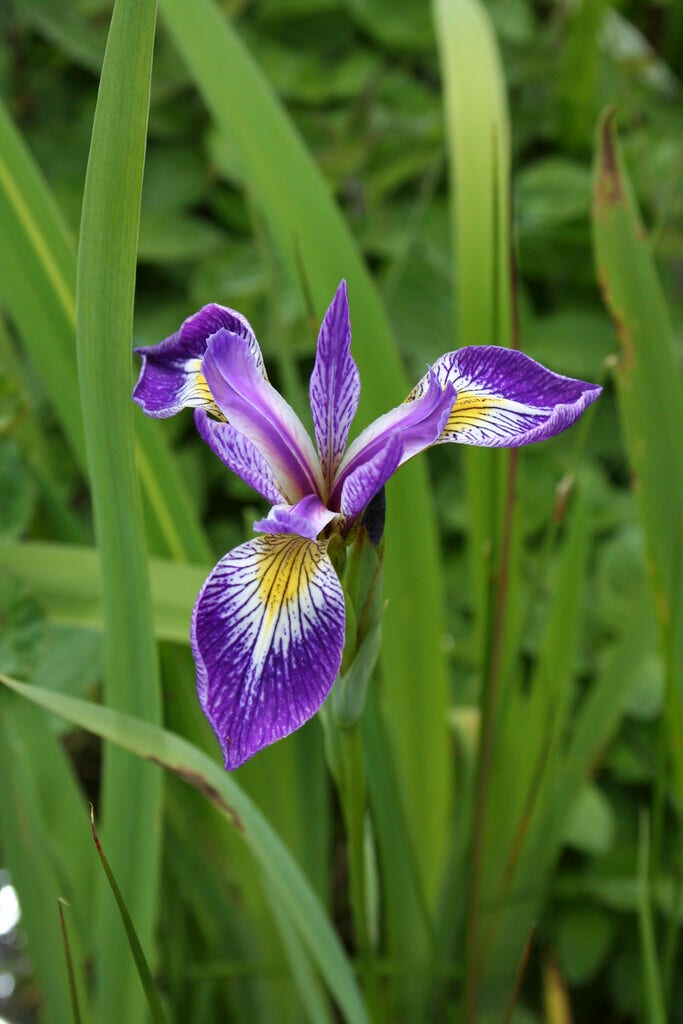 Iris (Iris versicolor)