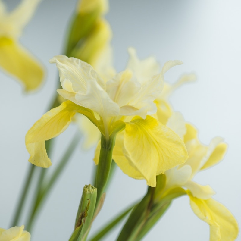 Siberische lis (Iris sibirica 'Moon Silk')