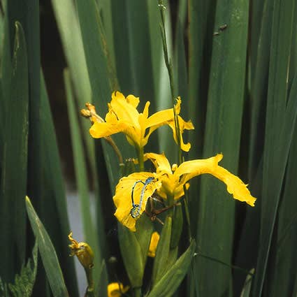 Gele lis (Iris pseudacorus)