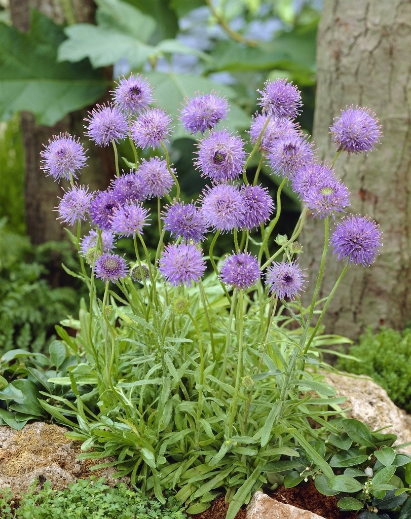 Zandblauwtje (Jasione laevis)