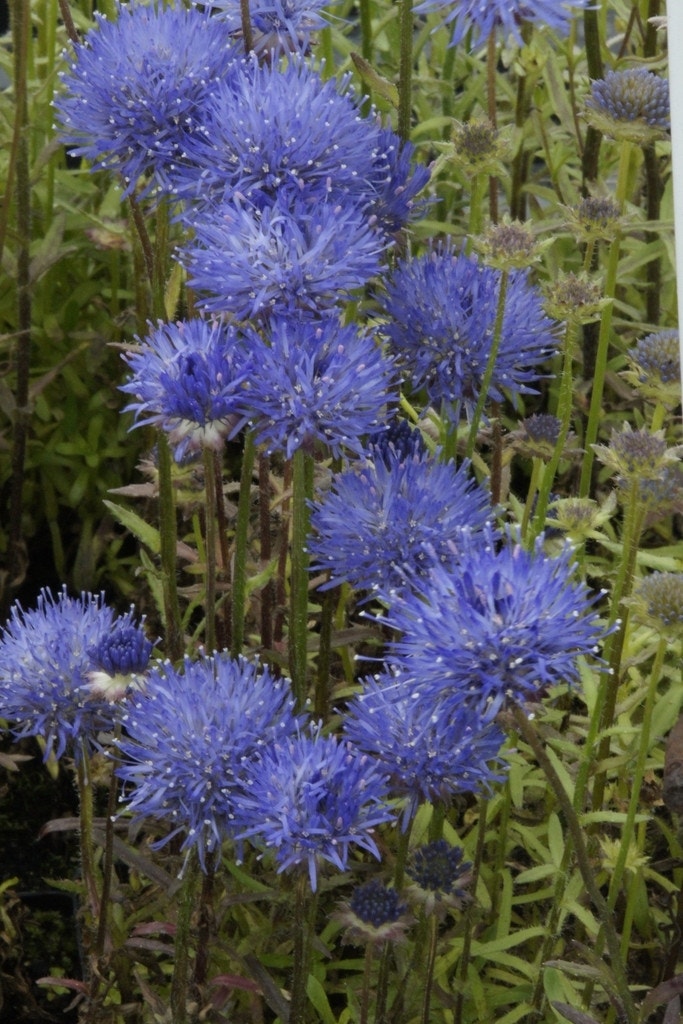 Zandblauwtje (Jasione laevis 'Blaulicht')