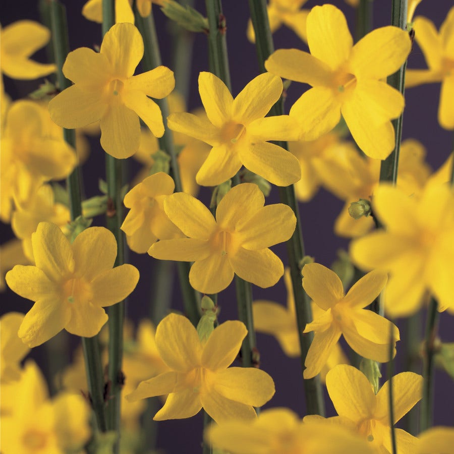 Winterjasmijn (Jasminum nudiflorum)