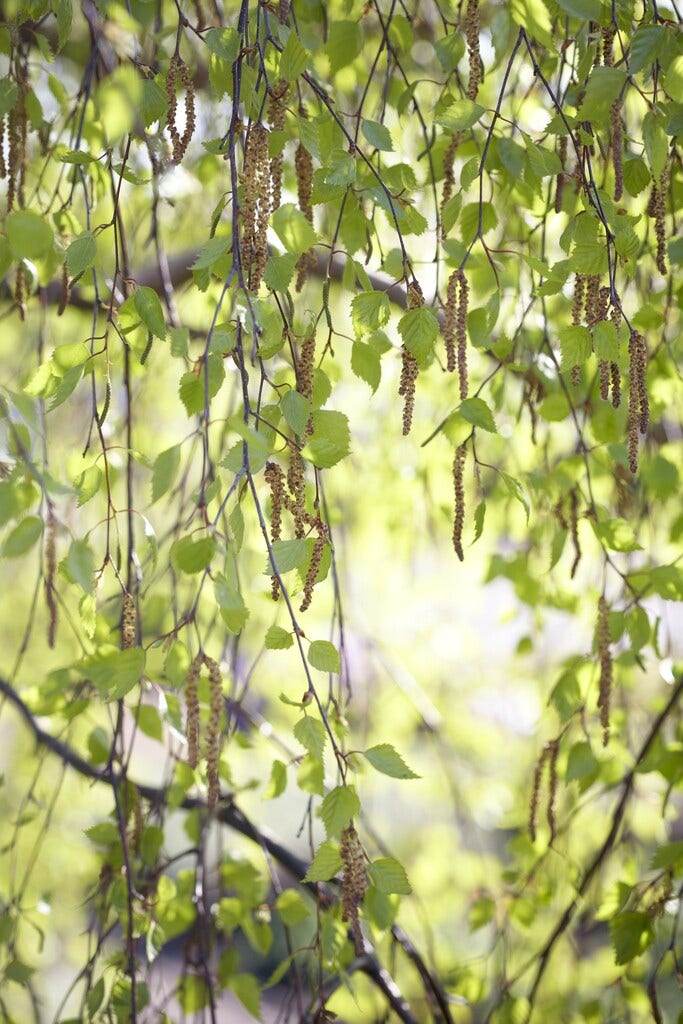 Berk, bosplantsoen (Betula pendula)