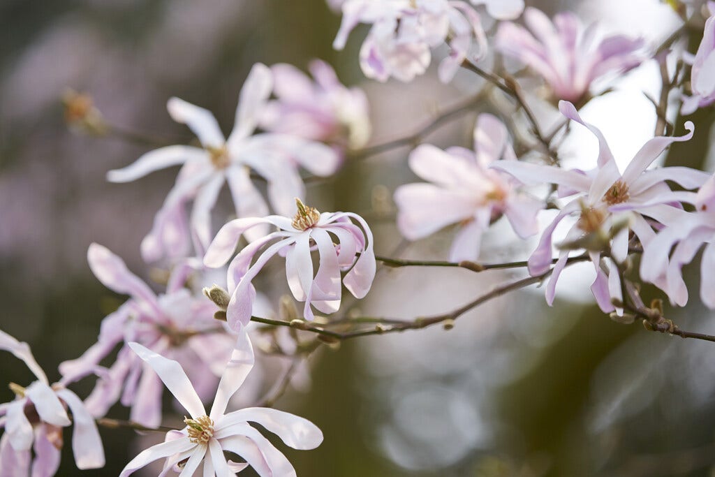 Beverboom op stam (Magnolia loebneri 'Leonard Messel')