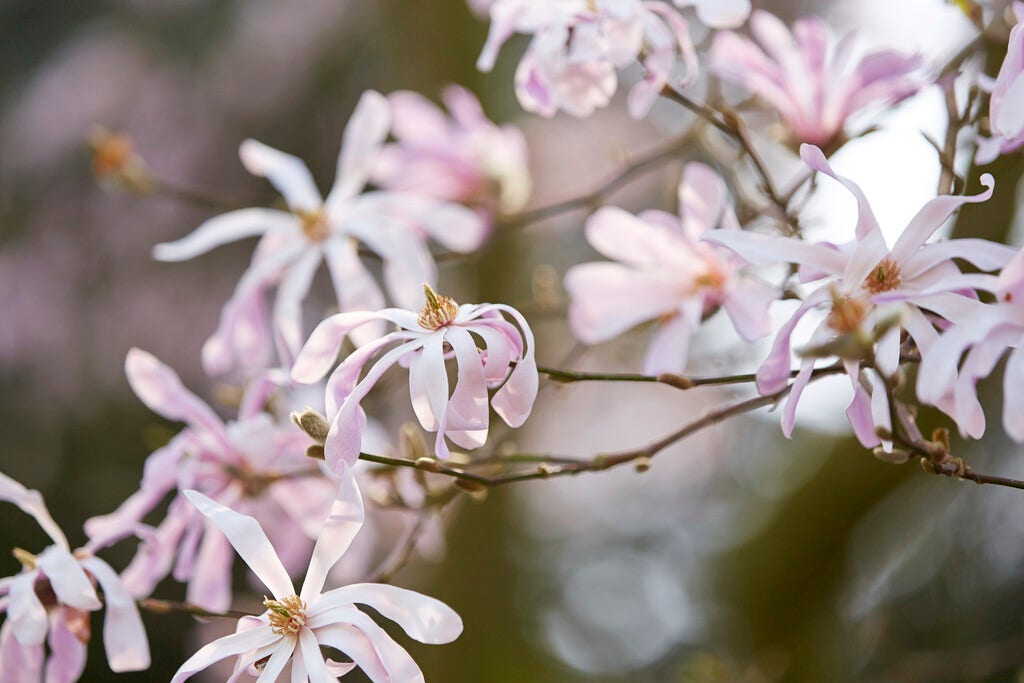 Beverboom (Magnolia loebneri 'Leonard Messel')