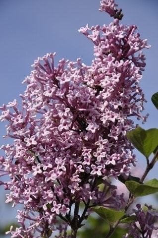 Sering op stam (Syringa 'Josée')