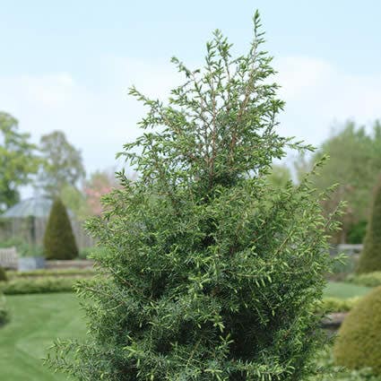 Jeneverbes (Juniperus communis 'Hibernica')