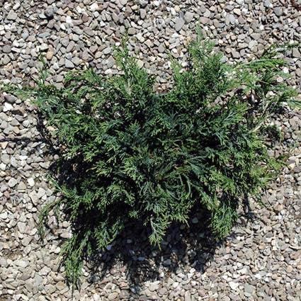 Jeneverbes (Juniperus horizontalis 'Wiltonii')