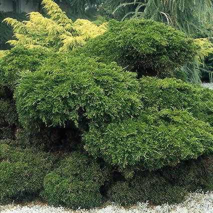 Jeneverbes (Juniperus media 'Mint Julep')