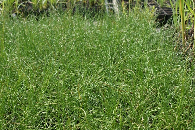 Kurkentrekkersgras (Juncus effusus 'Spiralis')