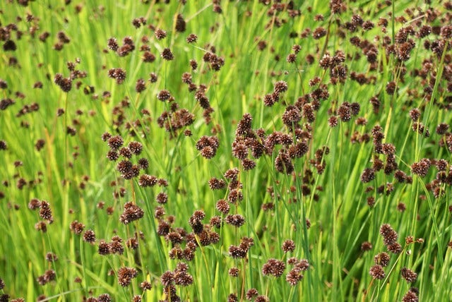 Zwaardrus (Juncus ensifolius)