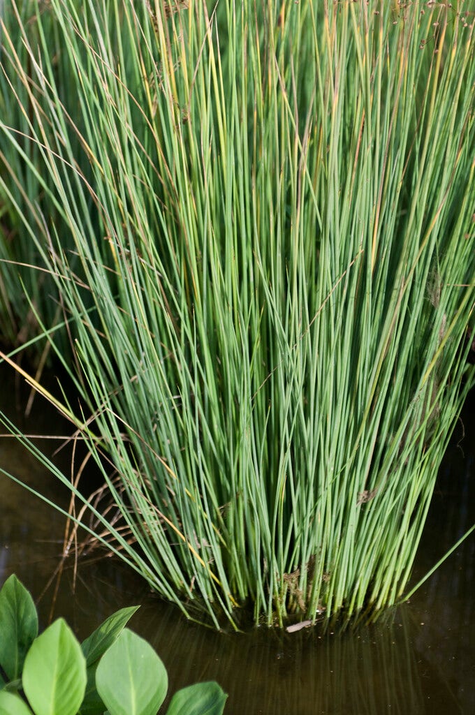 Zeegroene rus (Juncus inflexus)