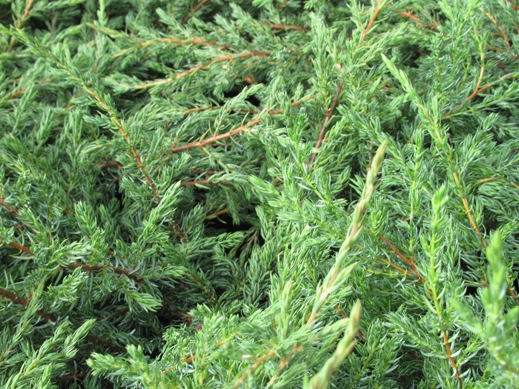 Jeneverbes (Juniperus communis 'Repanda')