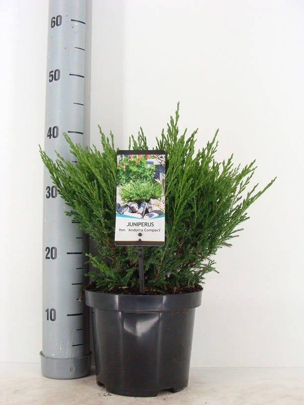 Jeneverbes (Juniperus horizontalis 'Andorra Compact')