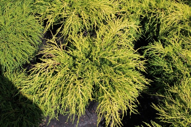 Jeneverbes (Juniperus media 'Old Gold')