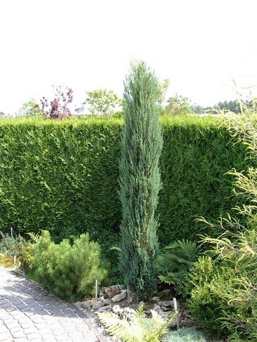 Jeneverbes (Juniperus scopulorum 'Skyrocket')