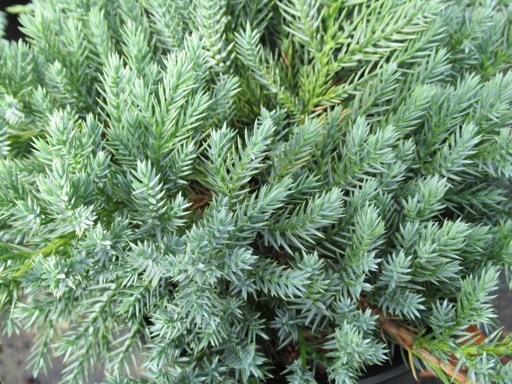 Jeneverbes (Juniperus squamata 'Blue Carpet')