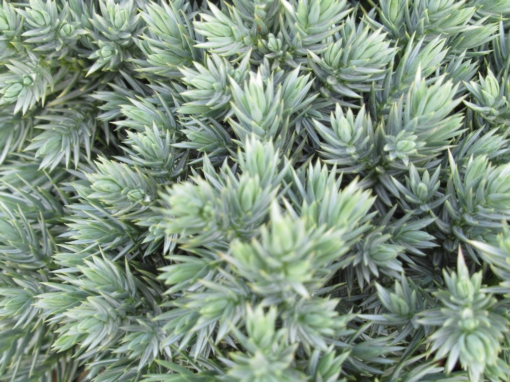 Jeneverbes (Juniperus squamata 'Blue Star')