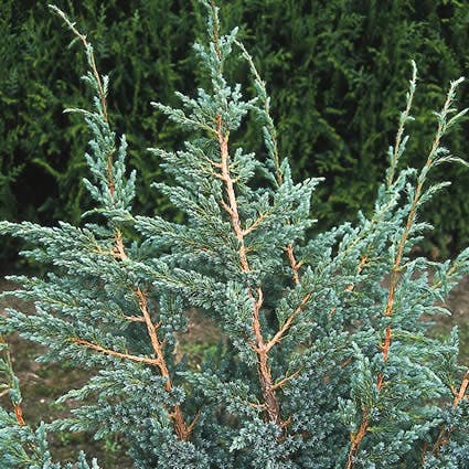 Jeneverbes (Juniperus squamata 'Meyeri')