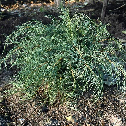 Jeneverbes (Juniperus virginiana 'Grey Owl')