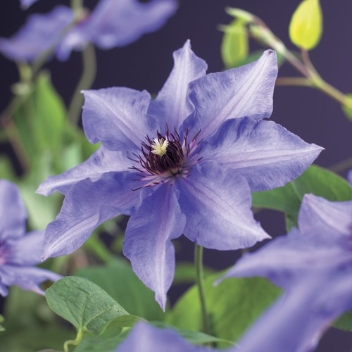 Bosrank Clematis 'Konigskind'