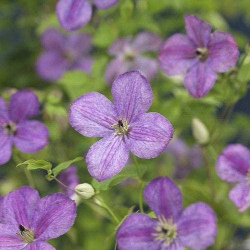 Bosrank (Clematis 'So Many Lavender Flowers')