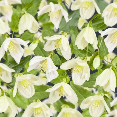 Bosrank (Clematis cirrhosa 'Jingle Bells')