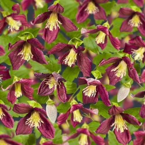 Bosrank (Clematis cirrhosa 'Landsdowne Gem')