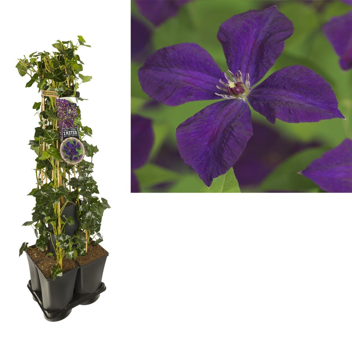 Hedera-Clematis mix haag (Polish Spirit)