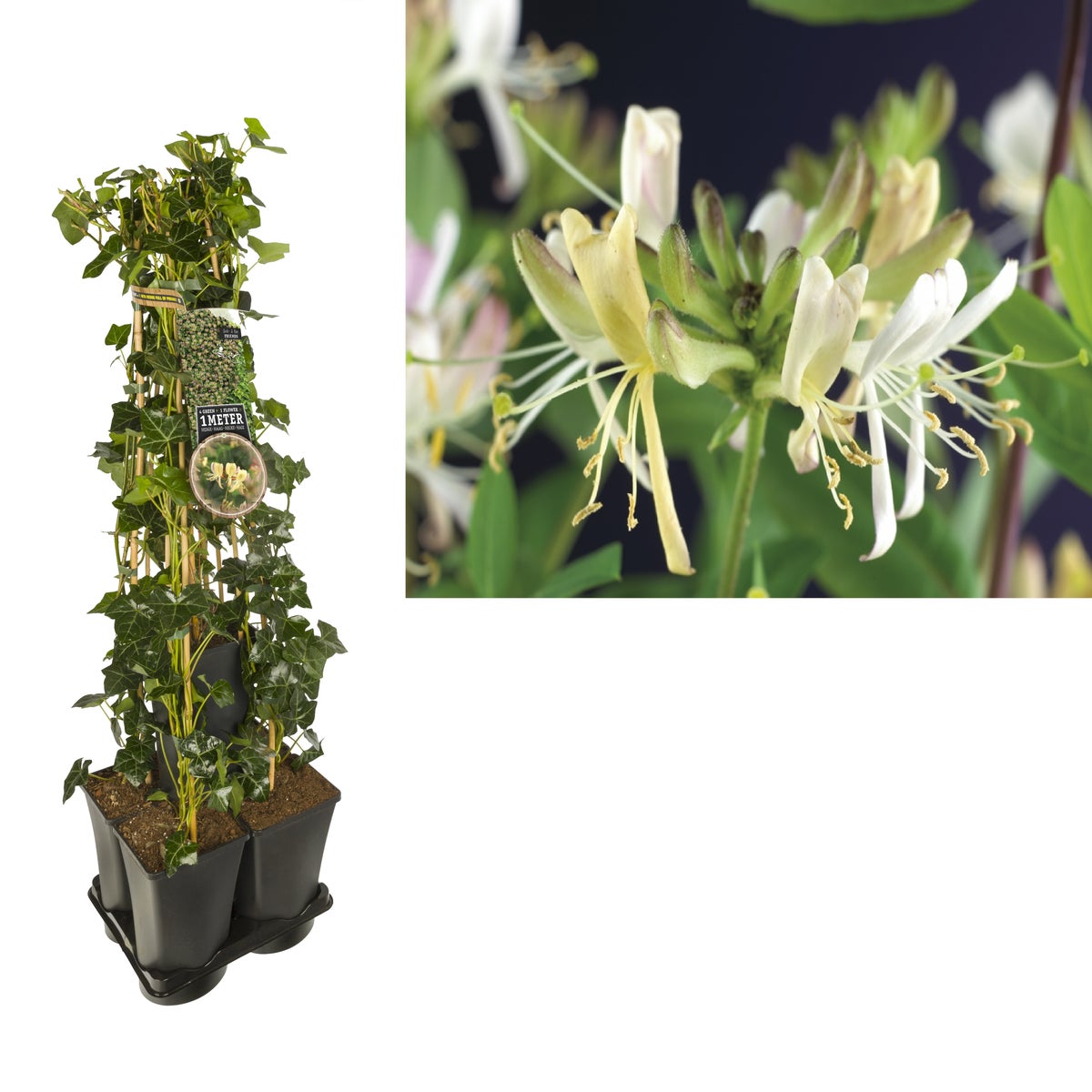 Hedera-Kamperfoelie mix haag (Belgica Select)