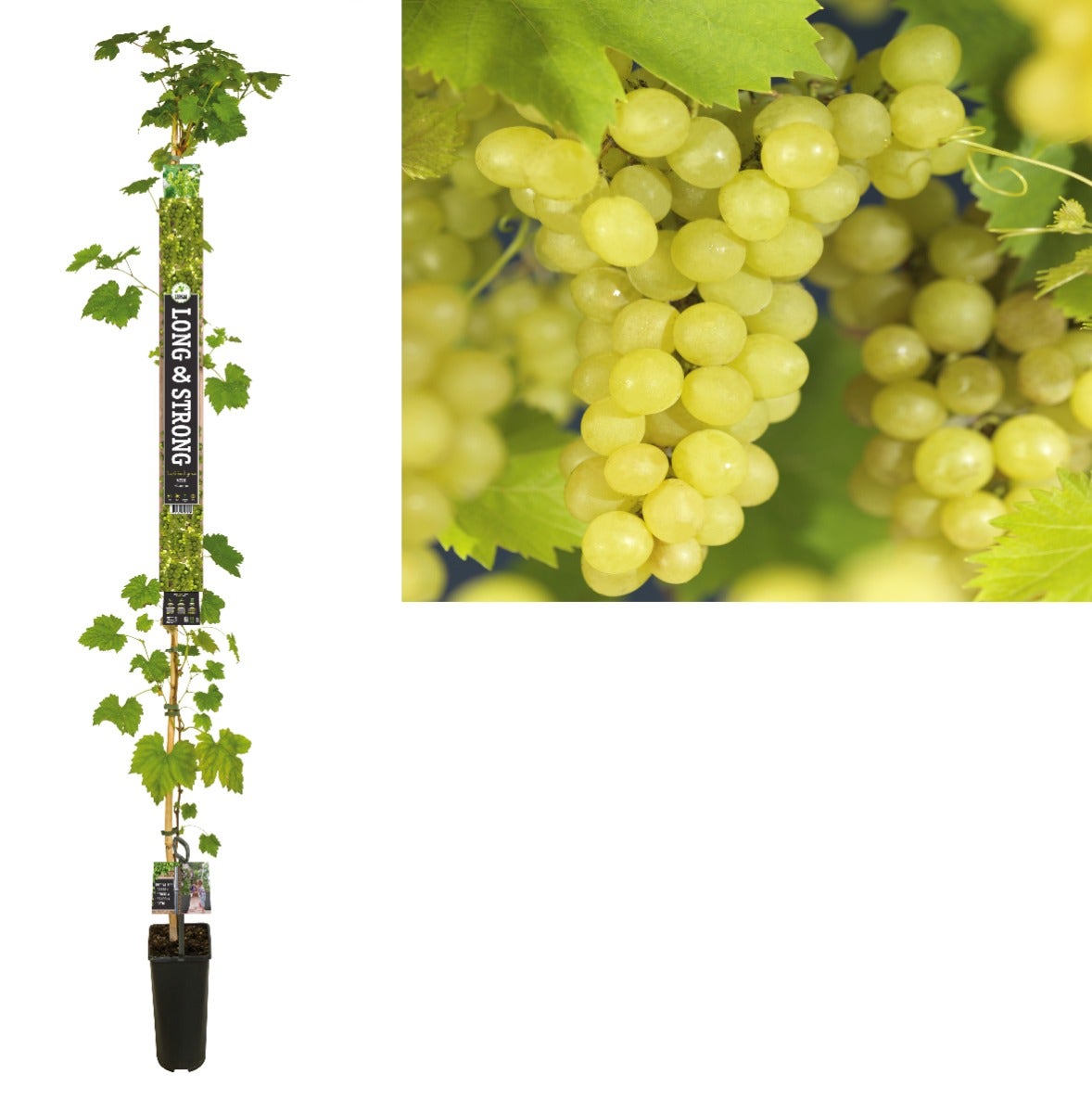 Pitloze Witte Druif (Vitis vinifera 'Millenium')